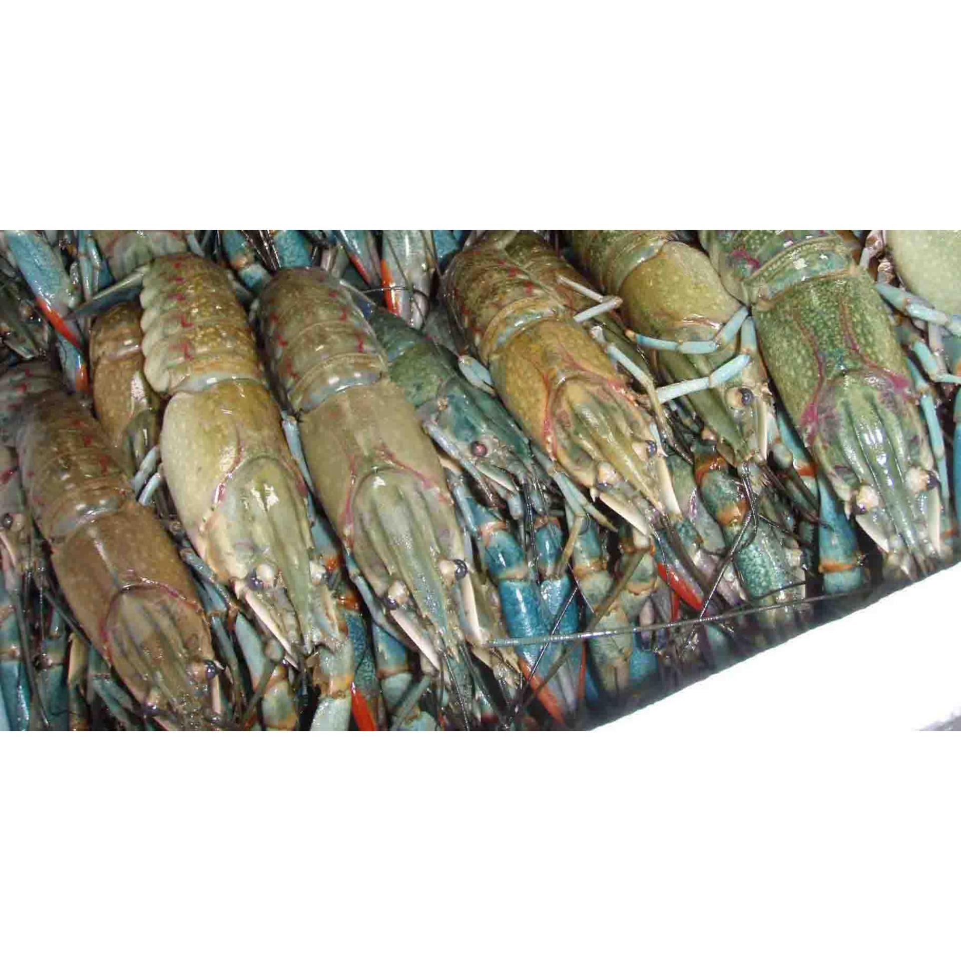 OBAT UDANG / OBAT IKAN / OBAT KHUSUS TAMBAK IKAN / TAWAR / IKAN LELE /IKAN NILA / SEMUA JENIS IKAN / OBAT JAMUR IKAN / PENGGEMUK IKAN / PERIKANAN / PERTAMBAKAN / UKURAN KECIL