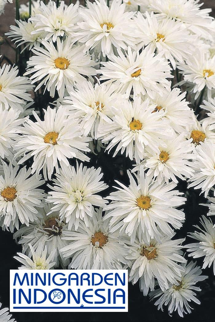 2 benih bunga chrysanthemum crazy daisy bibit biji tanaman hias