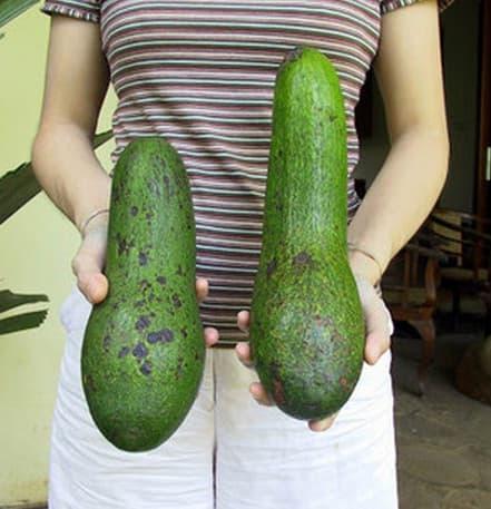 Bibit Tanaman Buah Alpukat Aligator 40cm