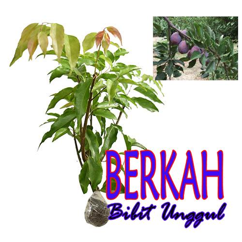 bibit buah plum aussie