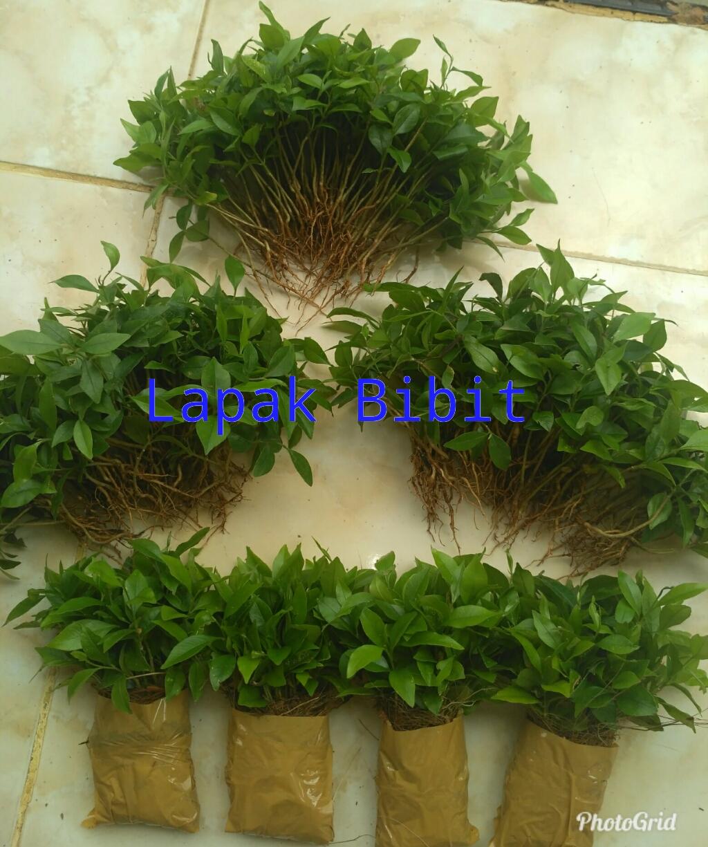 Bibit Gaharu Cabutan paket 50 batang