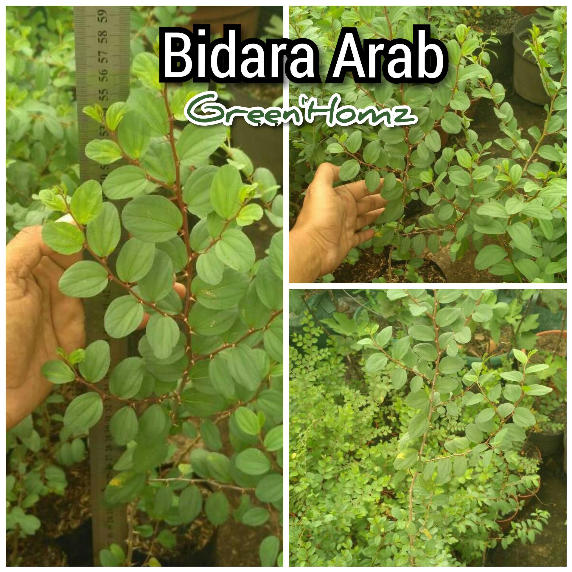 Tanaman bidara arab banyak manfaat