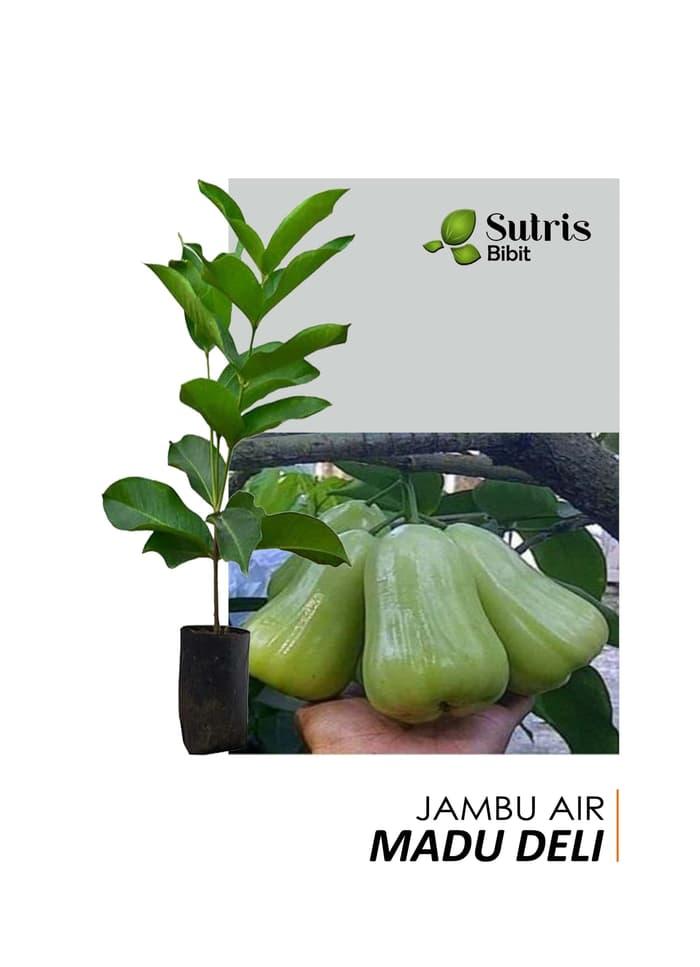 Bibit Tanaman Buah Jambu Air Madu Deli