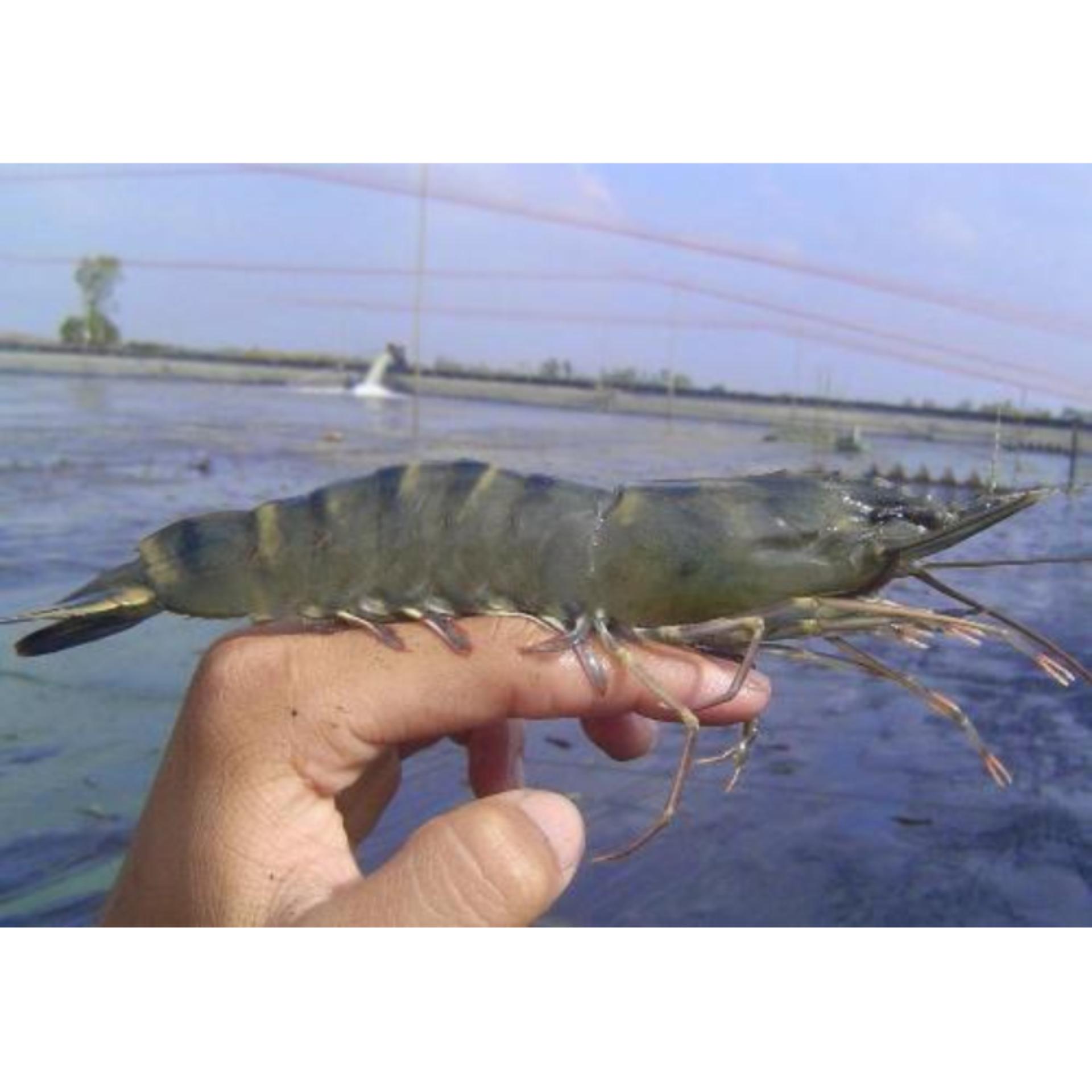 OBAT UDANG / OBAT IKAN / OBAT KHUSUS TAMBAK IKAN / TAWAR / IKAN LELE /IKAN NILA / SEMUA JENIS IKAN / OBAT JAMUR IKAN / PENGGEMUK IKAN / PERIKANAN / PERTAMBAKAN / UKURAN BESAR