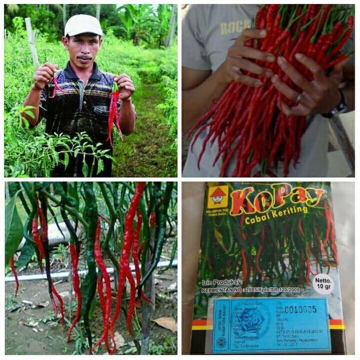 Benih Bibit Cabe cabai Kopay persachet Terlaris di Lazada