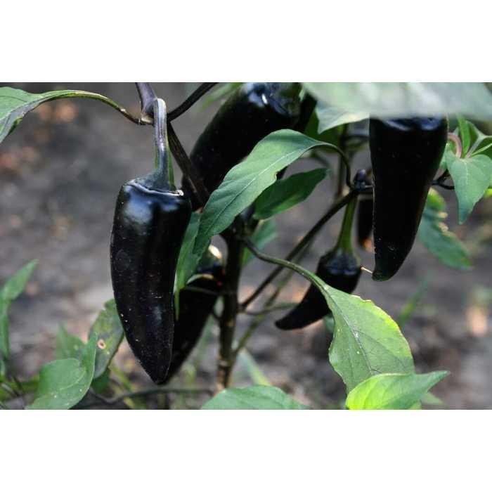Benih / BIbit / Seed Cabe HItam Unik Black Hungarian Pepper Unik Murah Minimalis