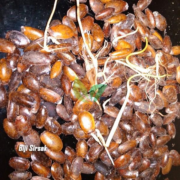 Biji Sirsak Siap Tanam