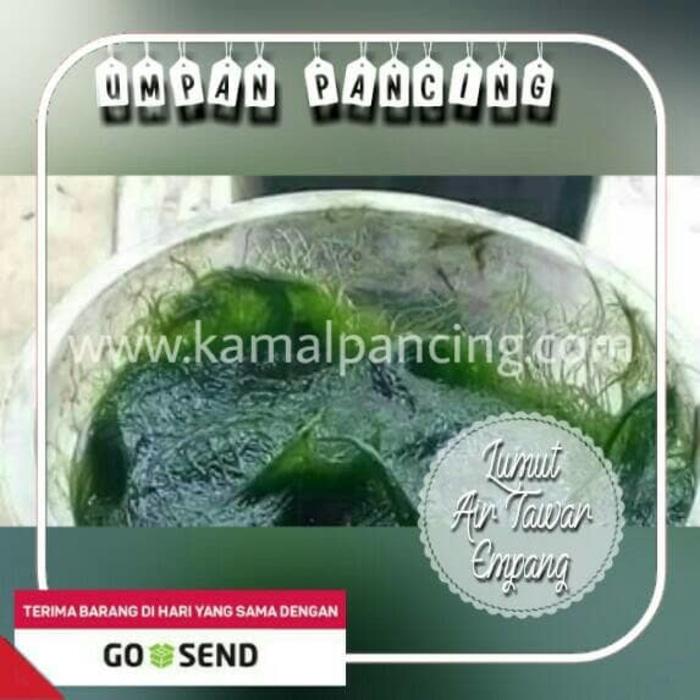 HARGA PROMO!!! UMPAN PANCING LUMUT SAWAH / EMPANG - AuYSlj