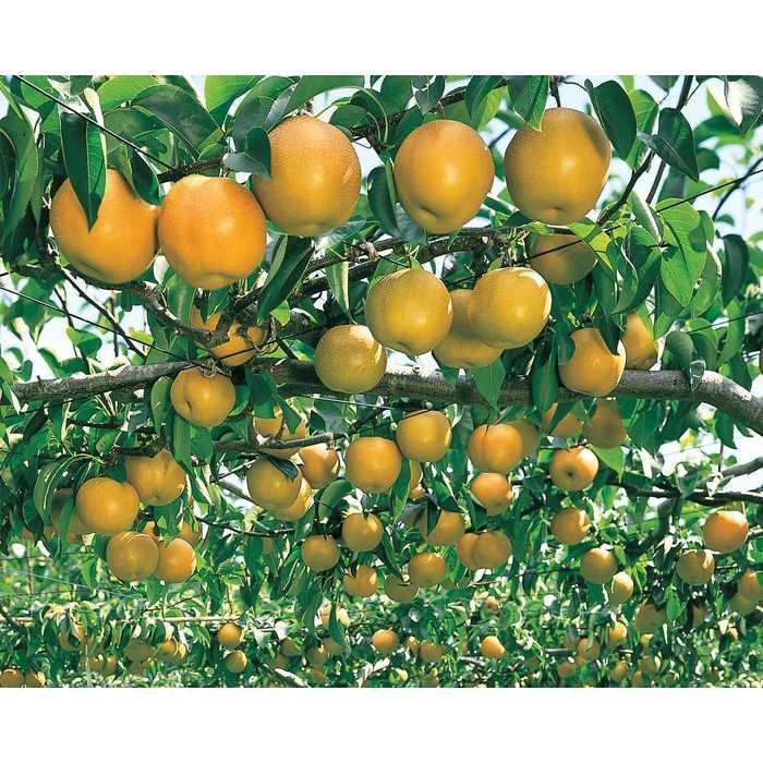 Bibit / Benih / Seeds Japanese Pear Good Fruit Import Buah Pir Jepang