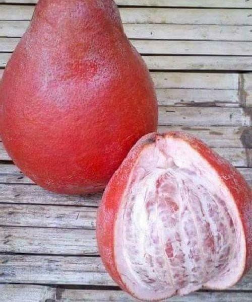 Bibit Tanaman Buah Jeruk Pamelo Red Ruby Thailand 40cm