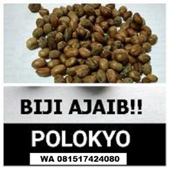 Biji polokyo pelangsing isi 10 biji