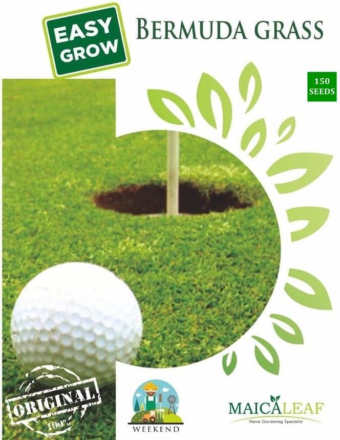 Benih/Bibit Rumput Bermuda / Rumput Golf Maica Leaf - 150 Butir