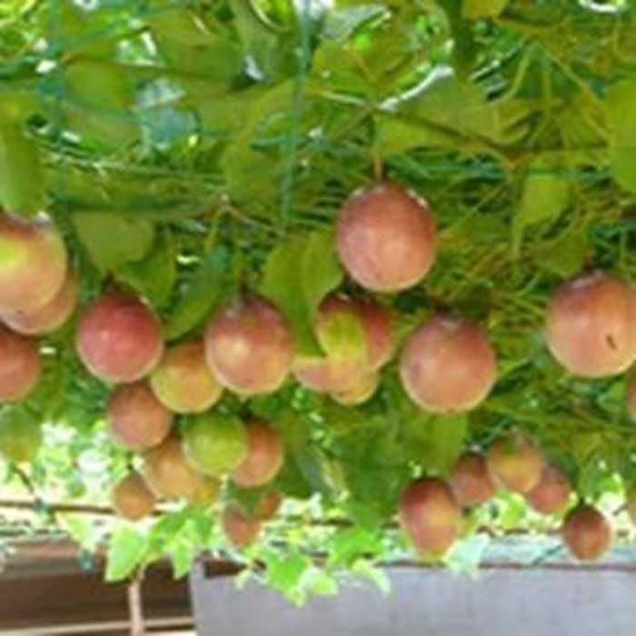 Best Seller!!! Bibit Buah Markisa Unik Murah Minimalis