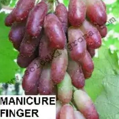 bibit anggur import manicurfinger