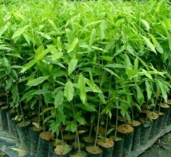 bibit pohon gaharu tinggi 1 meter