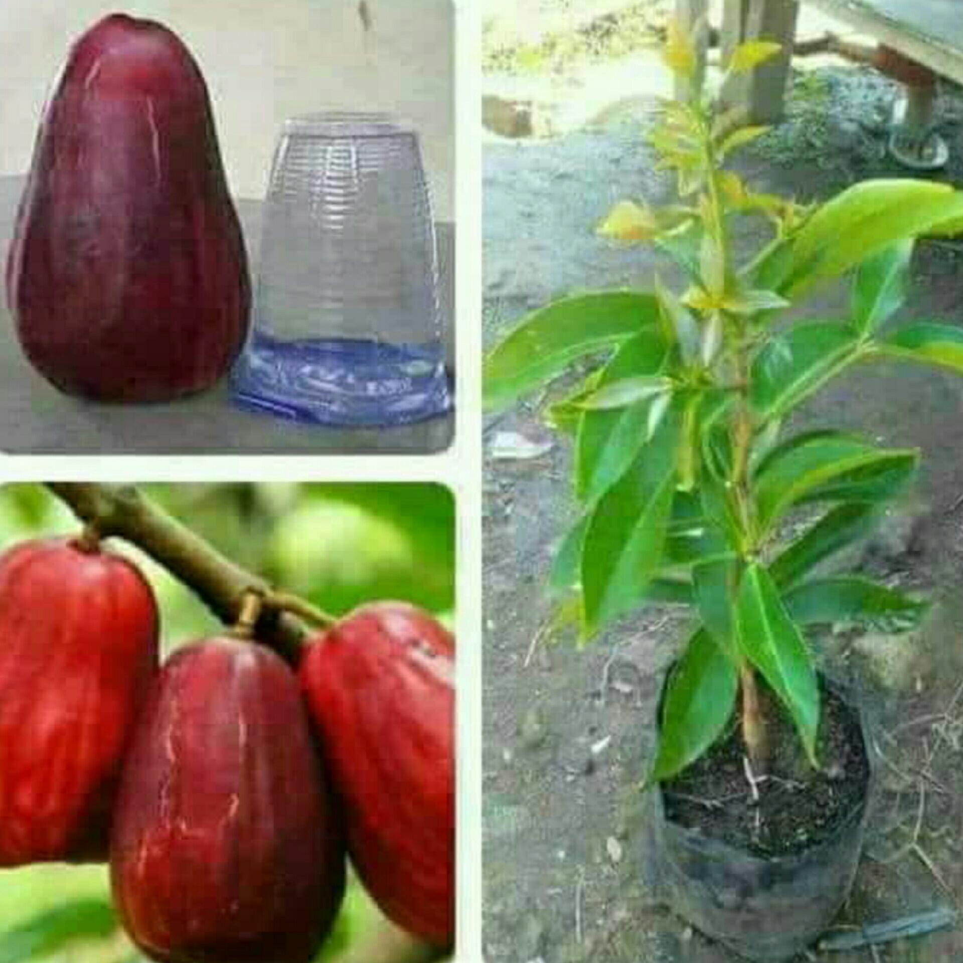 Bibit Jambu Jamaika unggulan