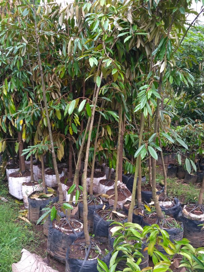 bibit tanaman buah durian bawor