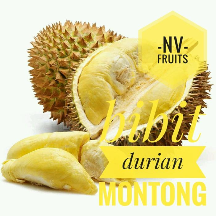 Bibit Buah Durian Montong 3 Kaki