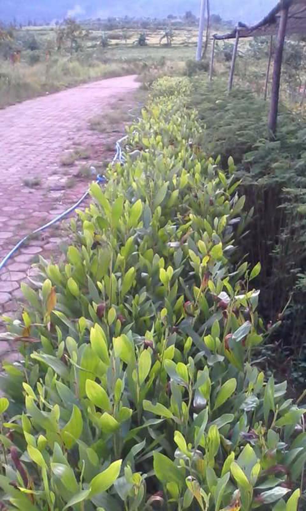 Bibitbpohon Akasia Kolombo