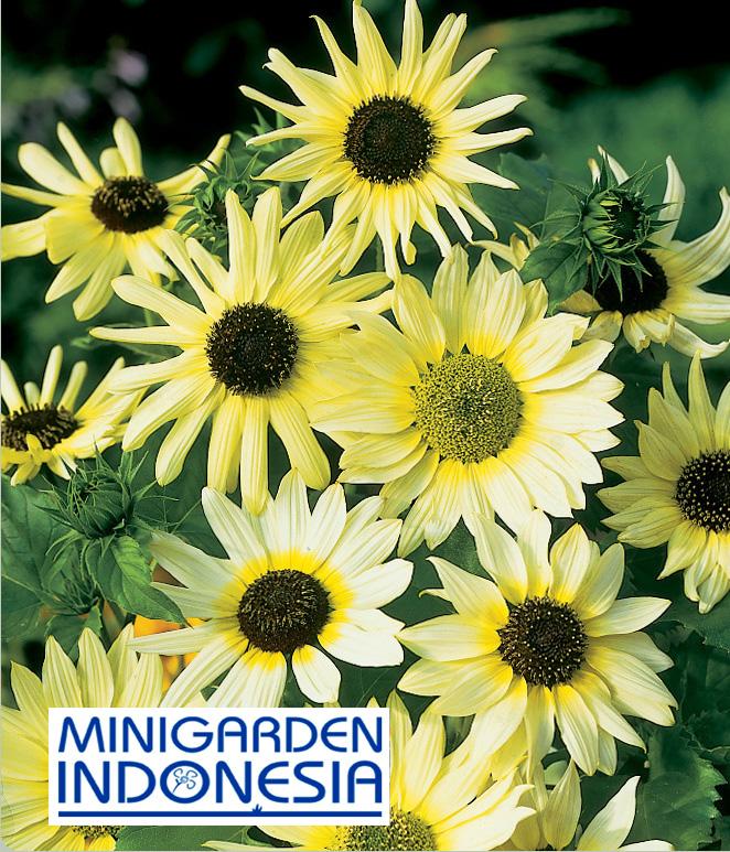 2 Benih Sunflower vanila ice F1 Mr Fothergills Bibit tanaman bunga matahari