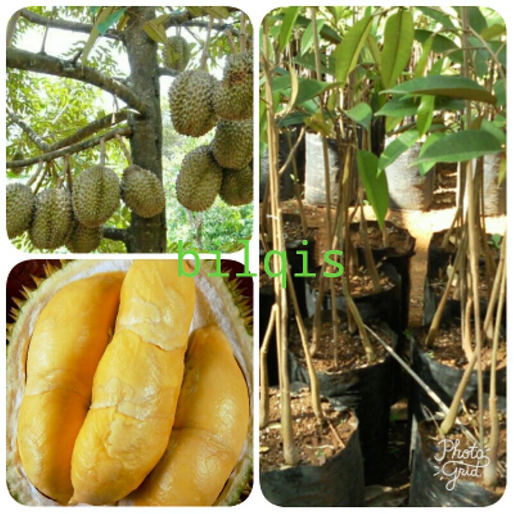 Bibit durian kaki 4 MUSANG KING 70 cm