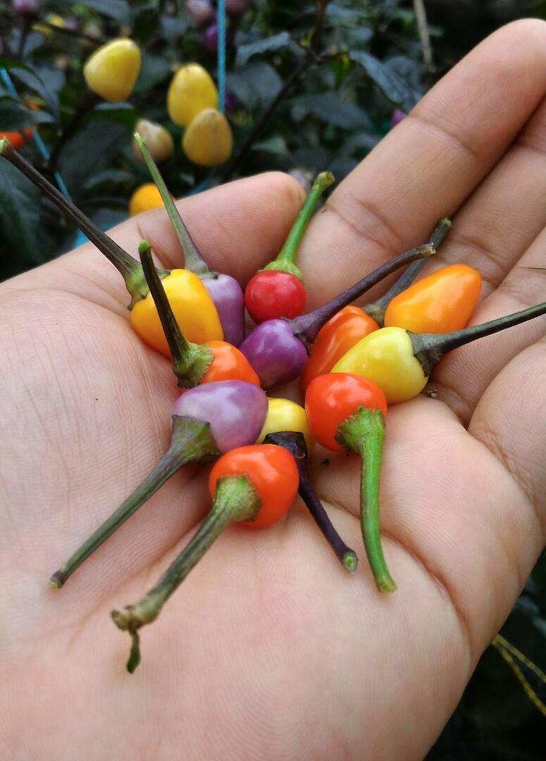 Benih Biji Bibit Cabe Hias Pelangi Bolivian Rainbow Asli Original Sangat Murah Jika Dihitung Per Biji nya