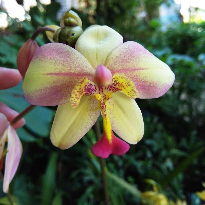 Bibit Tanaman Anggrek Spathoglottis Peach