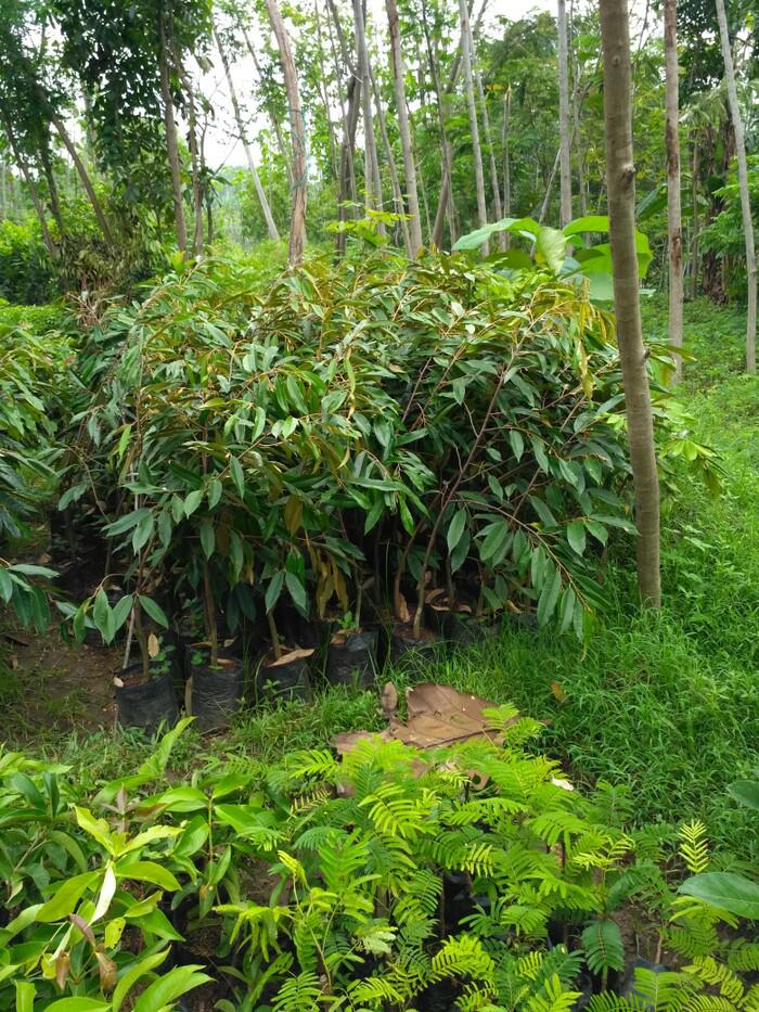 Bibit Tanaman Buah Durian Montong
