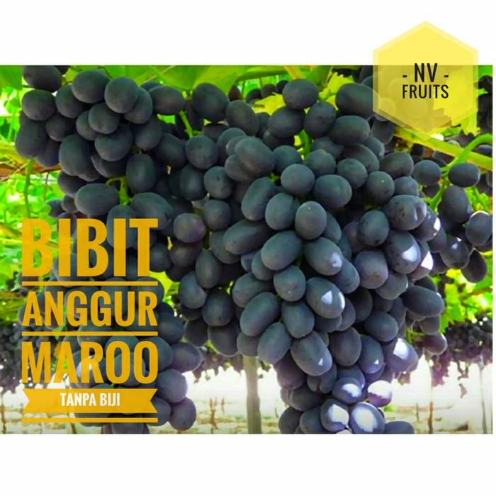 Bibit Buah Anggur Maroo Tanpa Biji