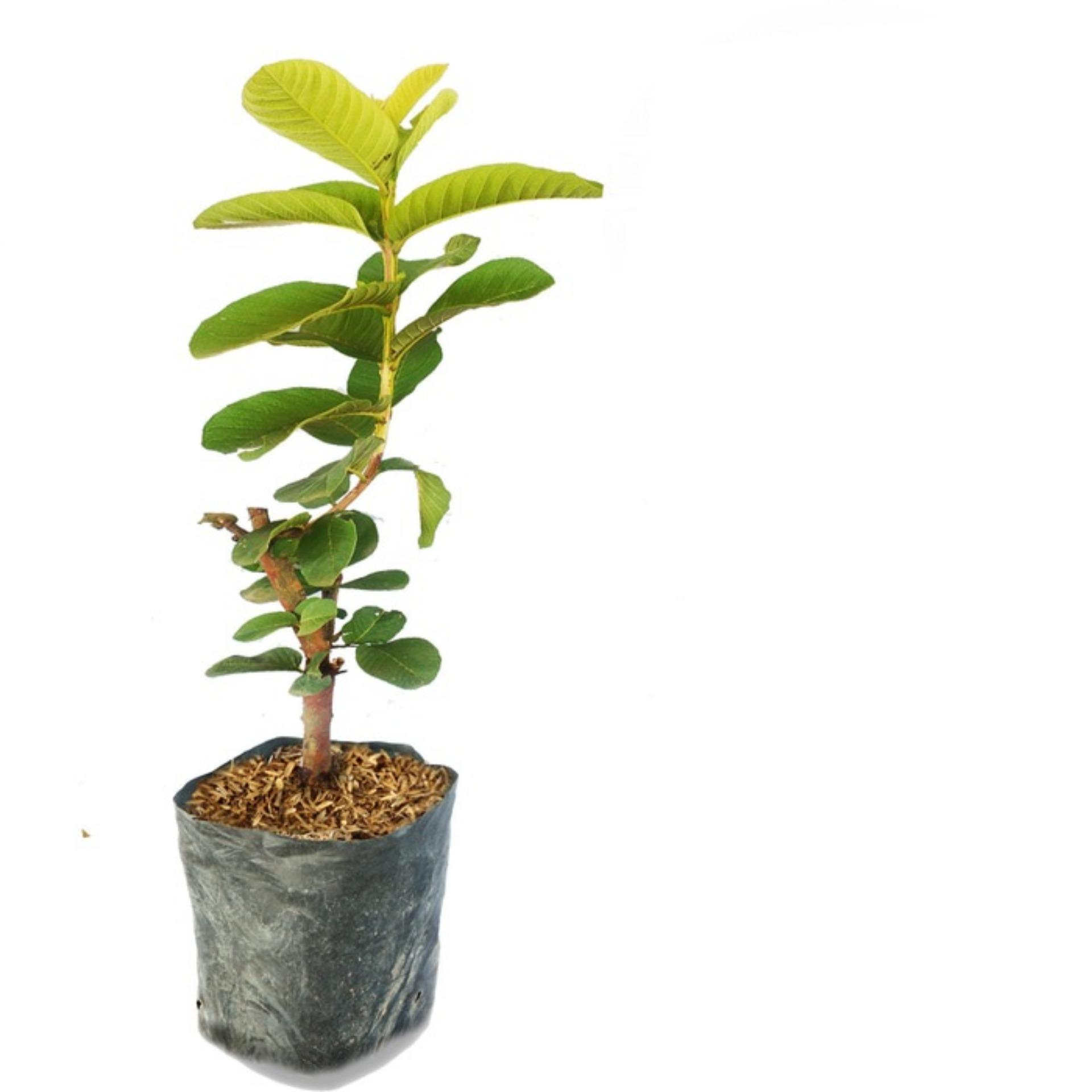 Bibit jambu bangkok