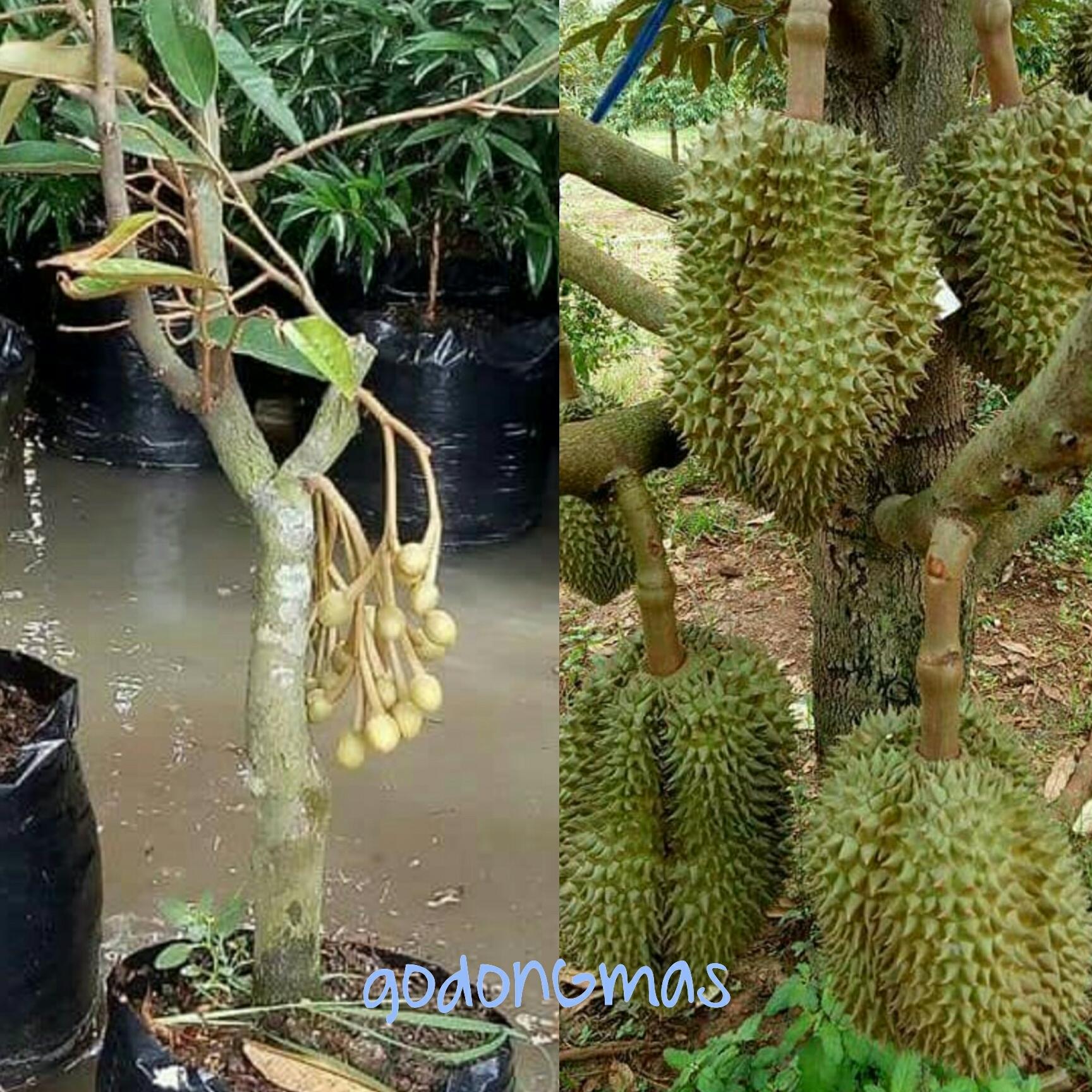 Bibit Durian Montong unggul