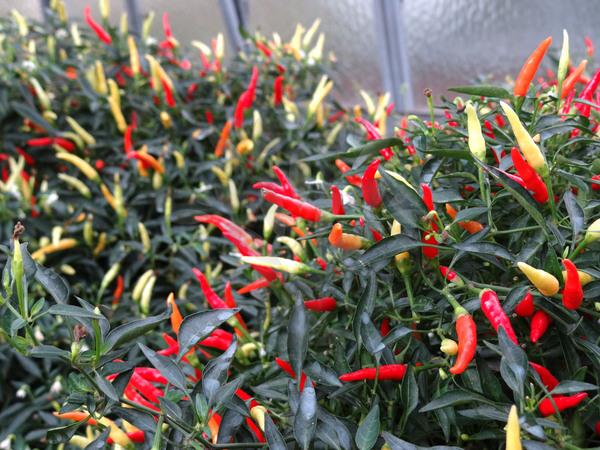 Amefurashi 10 Bibit / Benih / Seed Cabe Sparkler Hot Pepper Mudah Tumbuh