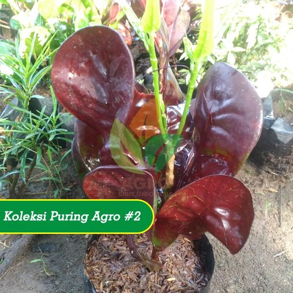 Bibit Puring Hias Jengkol Coklat