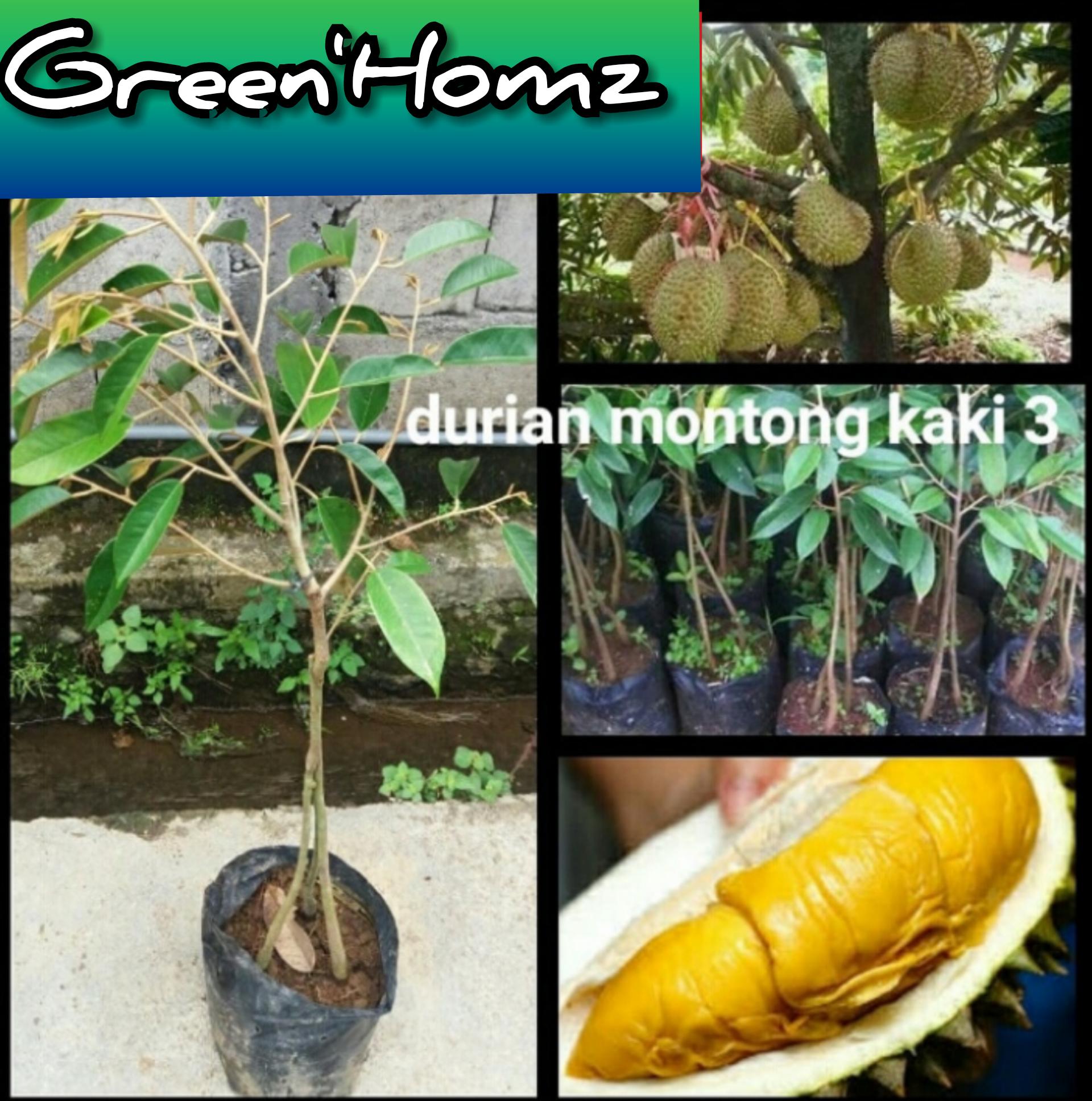 bibit durian mounthong kaki 3 unggulan