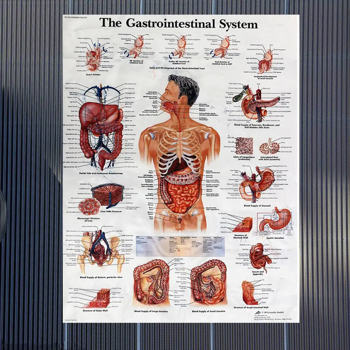 Анатомический плакат. Анатомия человека. Анатомический плакат человека. Строение тела человека.