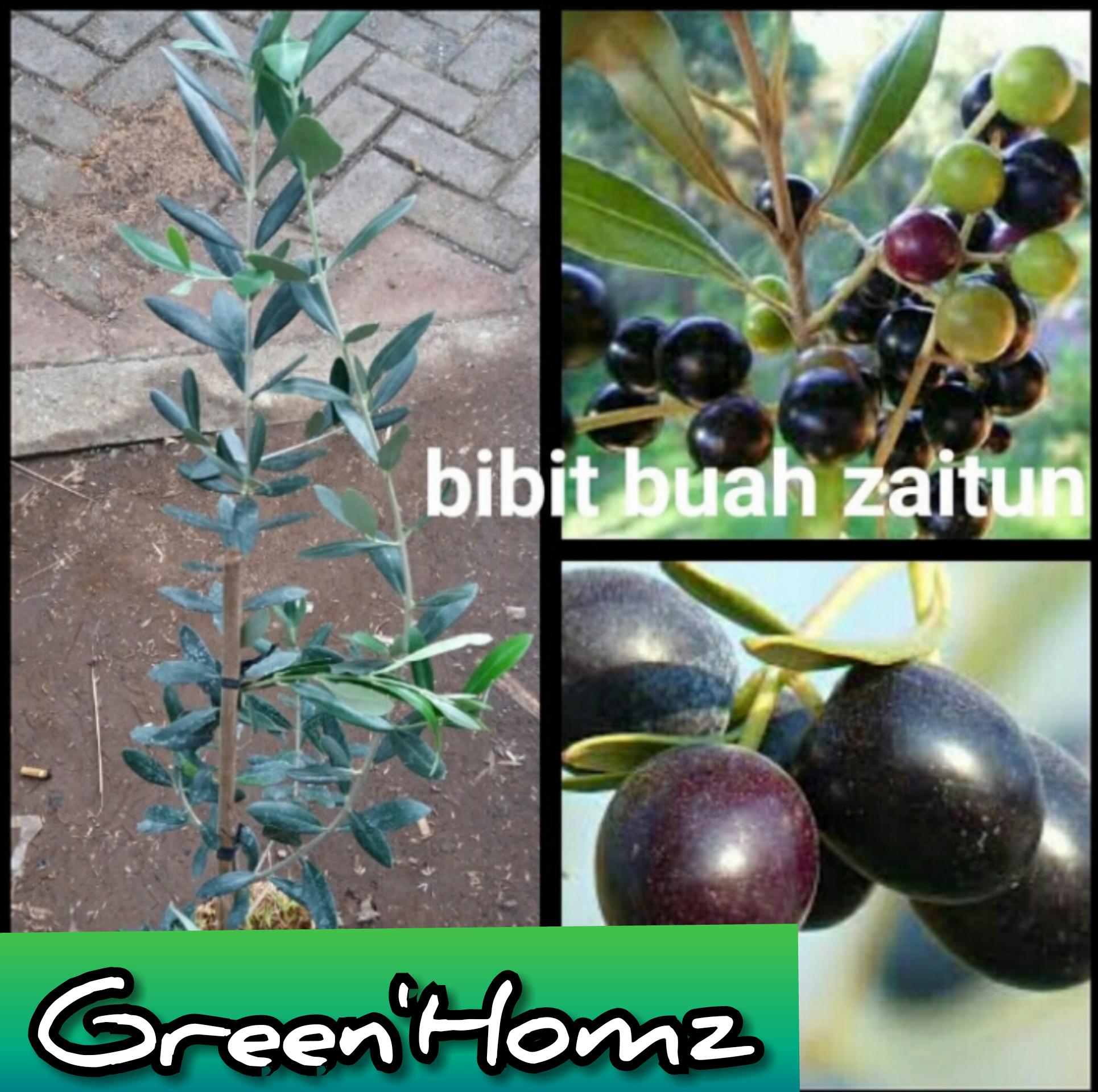 bibit tanaman buah zaitun