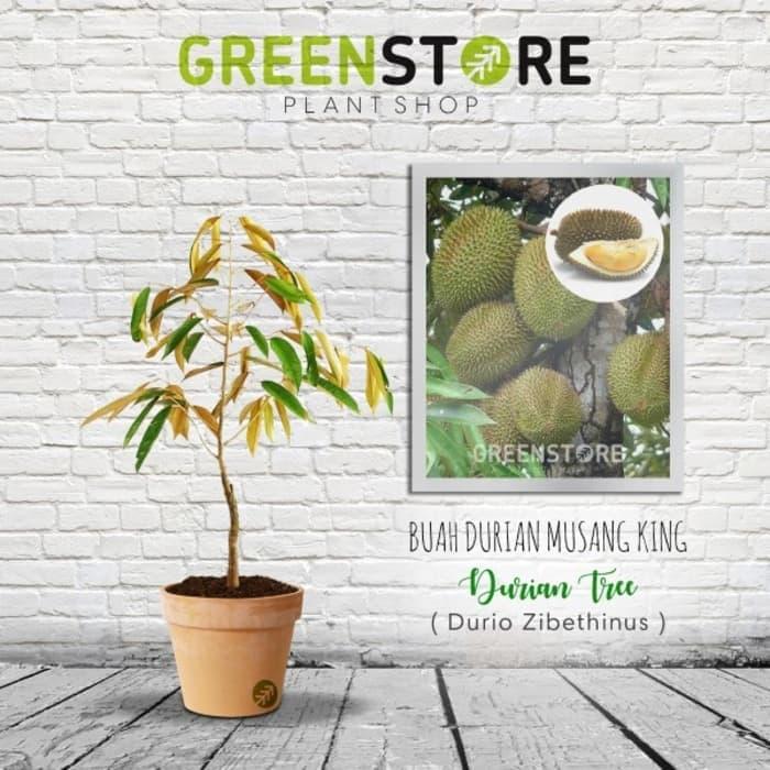 NEW Bibit Durian Musangking ASLI HARGA GROSIR