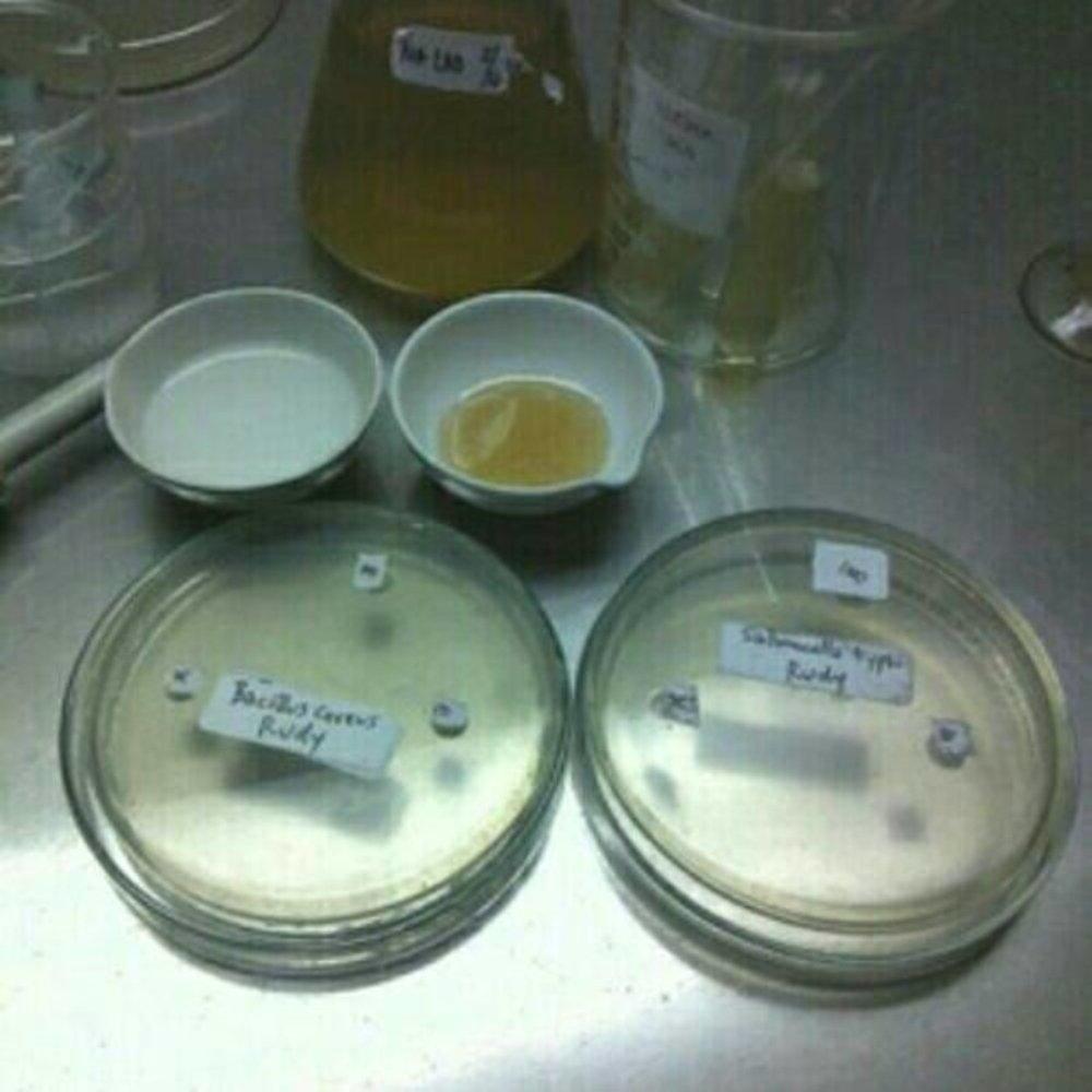 STOK TERBARU Jual biakan bakteri dan jamur ATCC penelitian