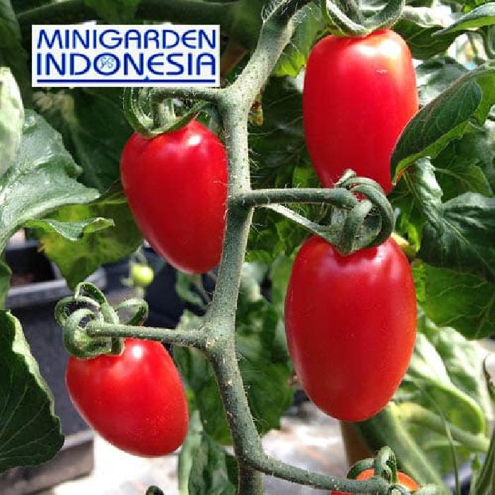 10 benih tomat cherry F1 import floridity bibit tanaman sayuan buah tomat ceri cerry merah