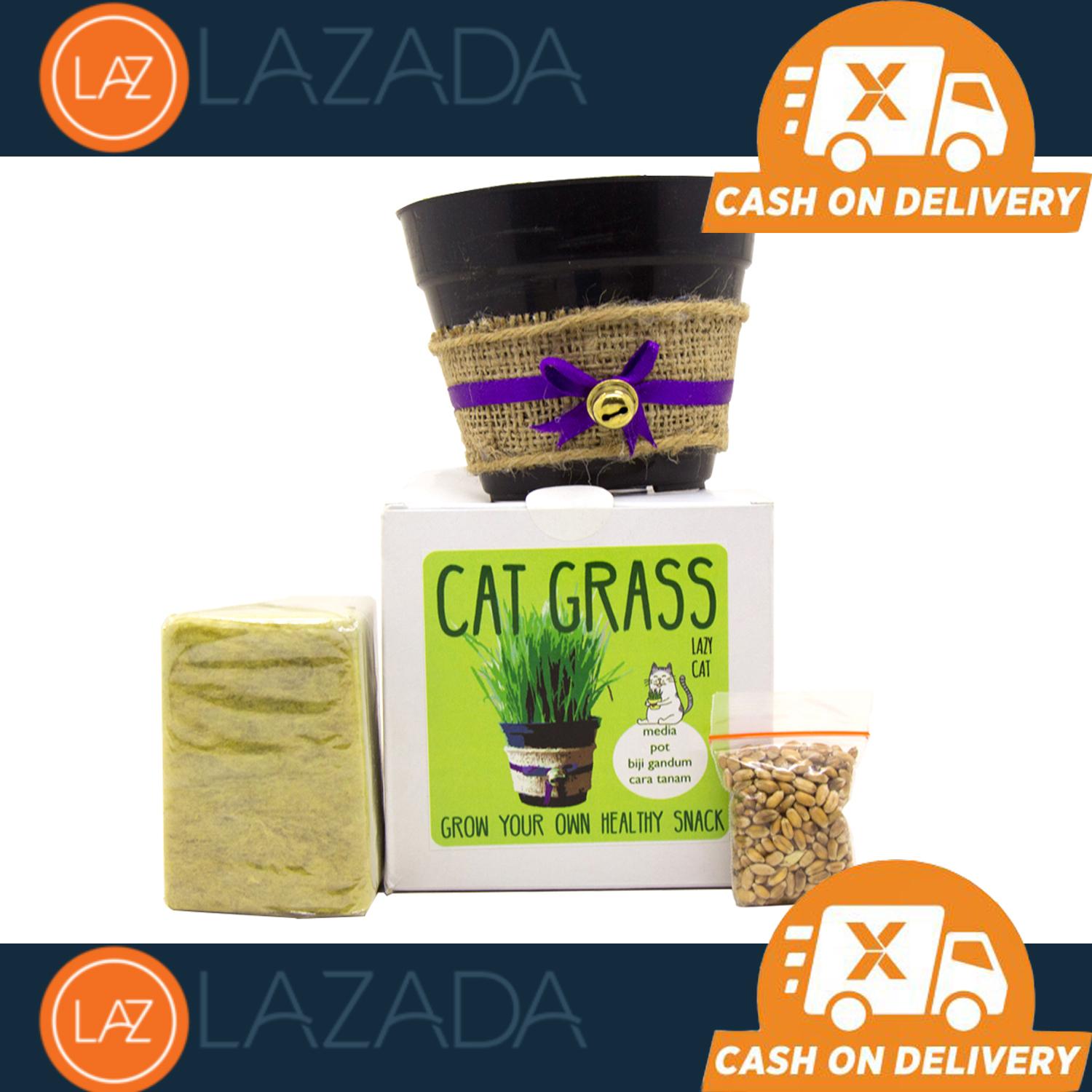 StarStore Cat Grass Seeds / Bibit Rumput makanan Kucing