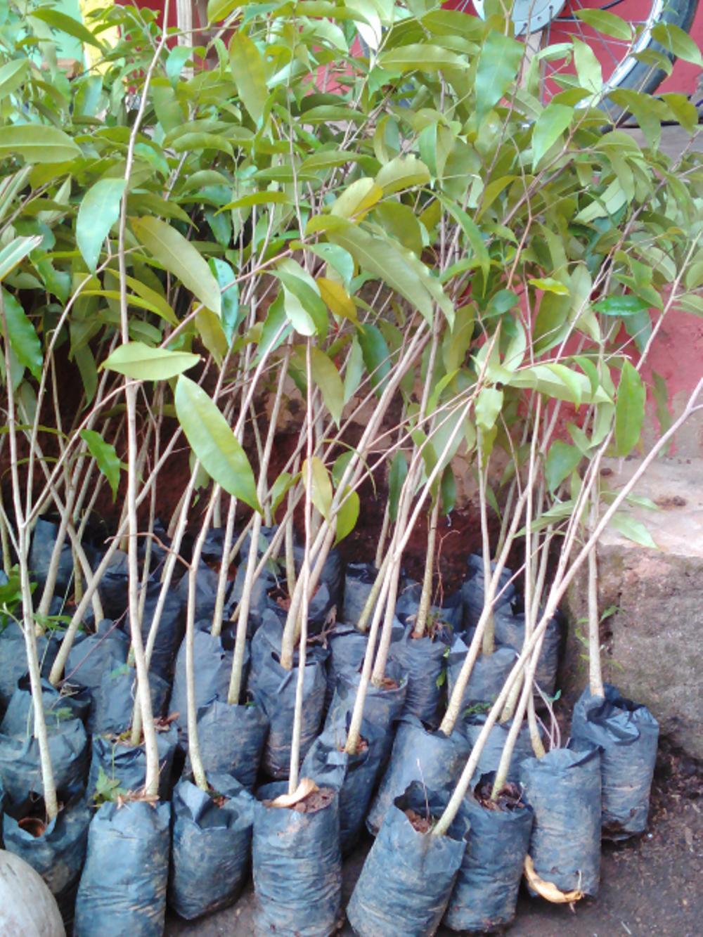 Bibit Gaharu 10Batang (Cabutan)