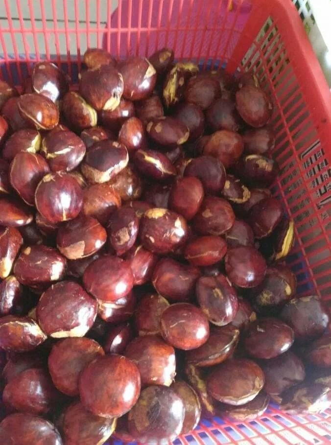 Jengkol Tua Kupas 500 Gram By Arie Collection.