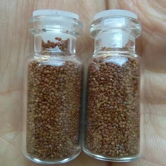 Carpet seed /magic seed mini dwarf/bibit dasar aquascape