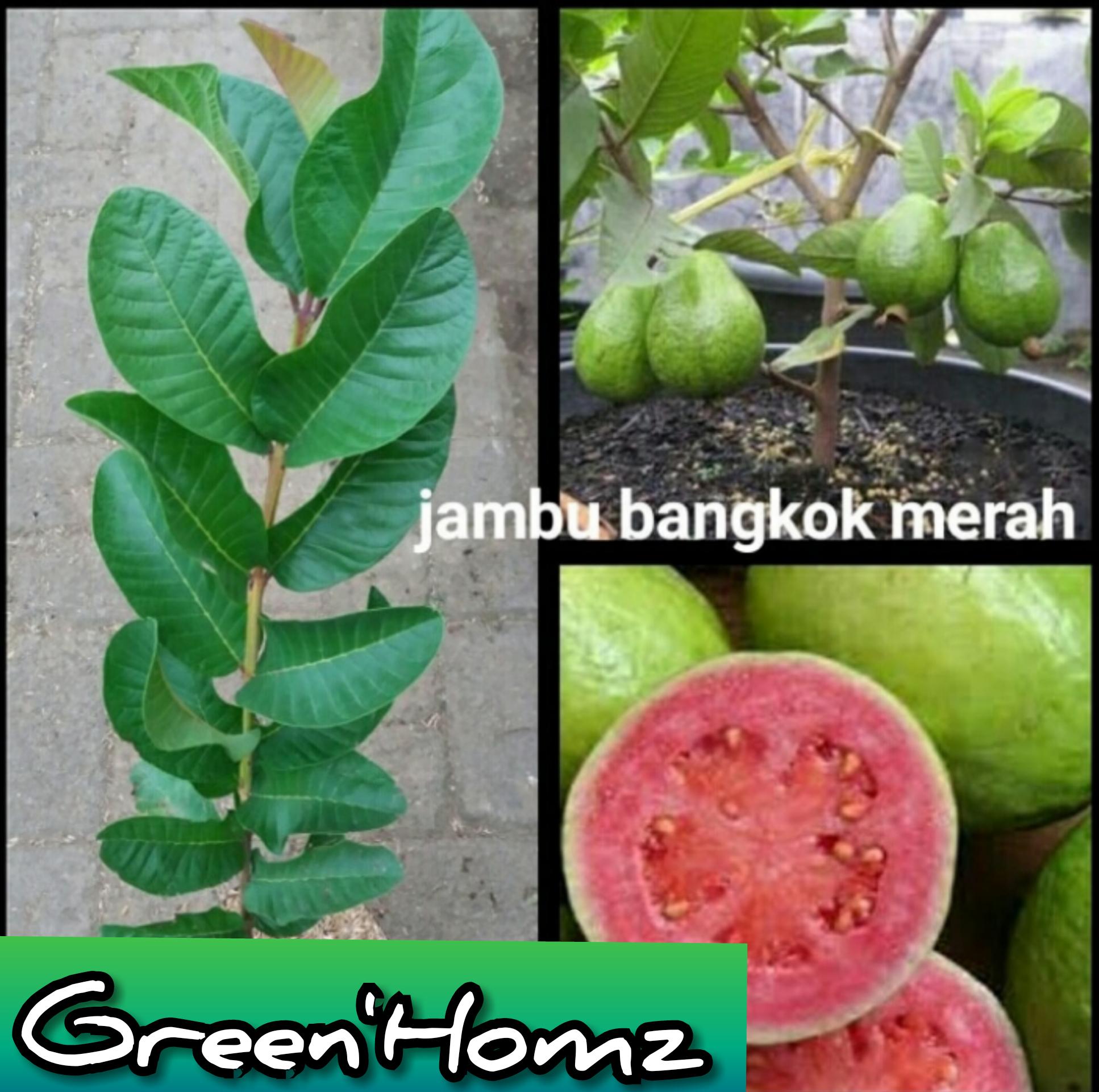 BIBIT JAMBU BANGKOK MERAH