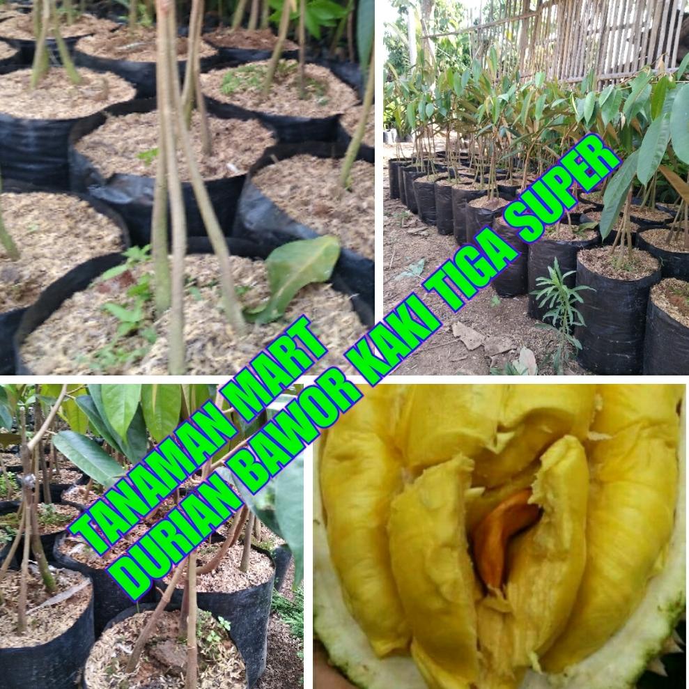 bibit tanaman buah durian BAWOR kaki 3 SUPER