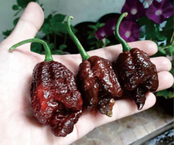Amefurashi 10 Bibit / Benih / Seed Cabe Chocolate Bhut Jolokia Pepper Mudah Tumbuh