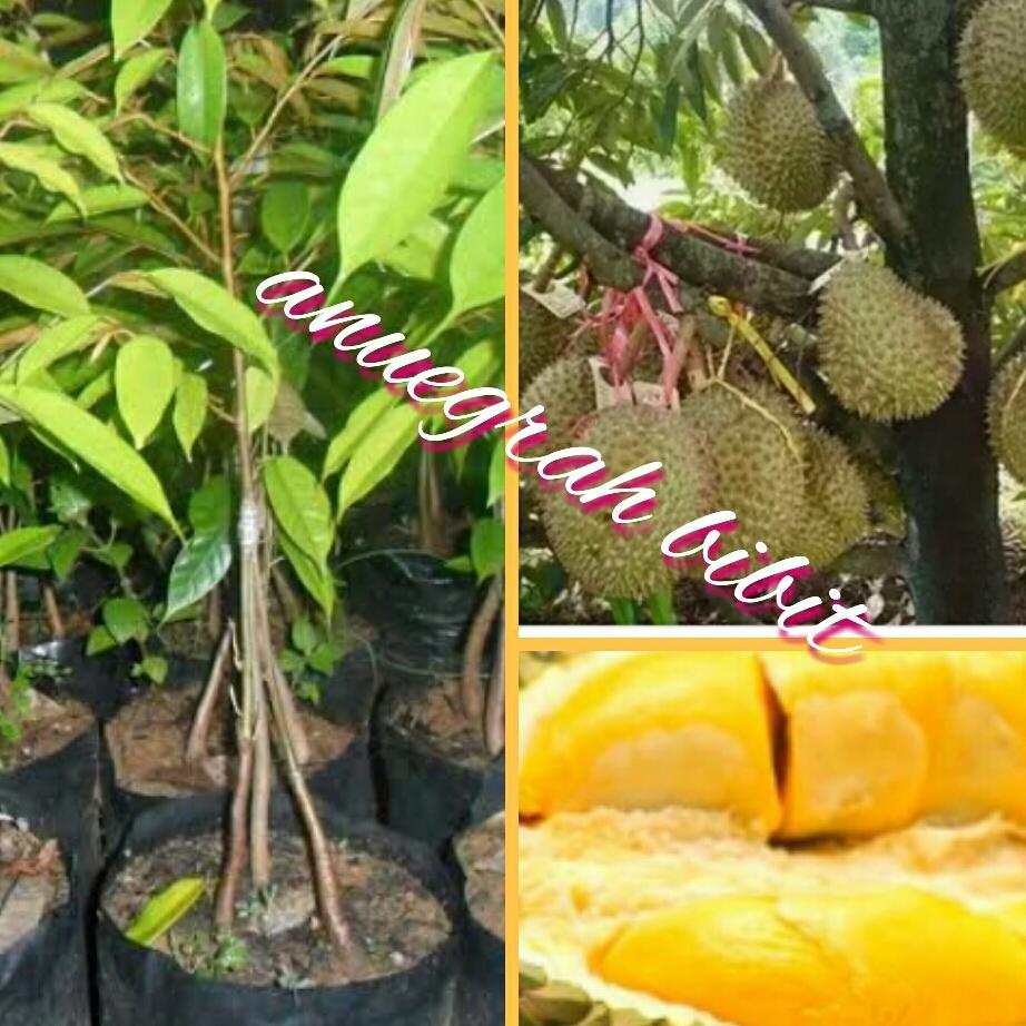 Bibit Durian Musang king Kaki 3 Unggulan