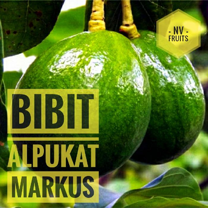 Bibit Buah Alpukat Markus