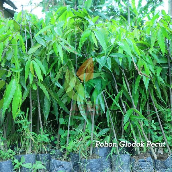 Bibit Pohon Glodok Pecut/Tiang