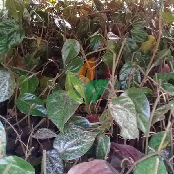 Bibit Daun Sirih Merah